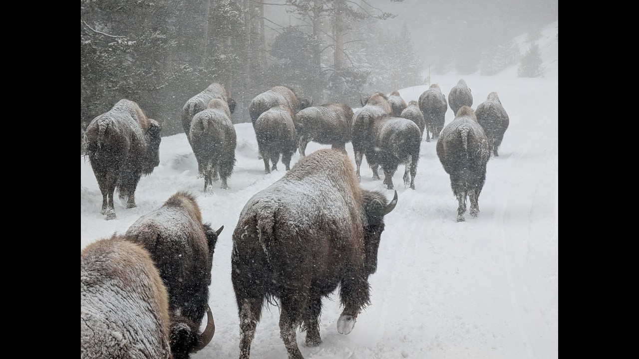 2026 Yellowstone snow trip