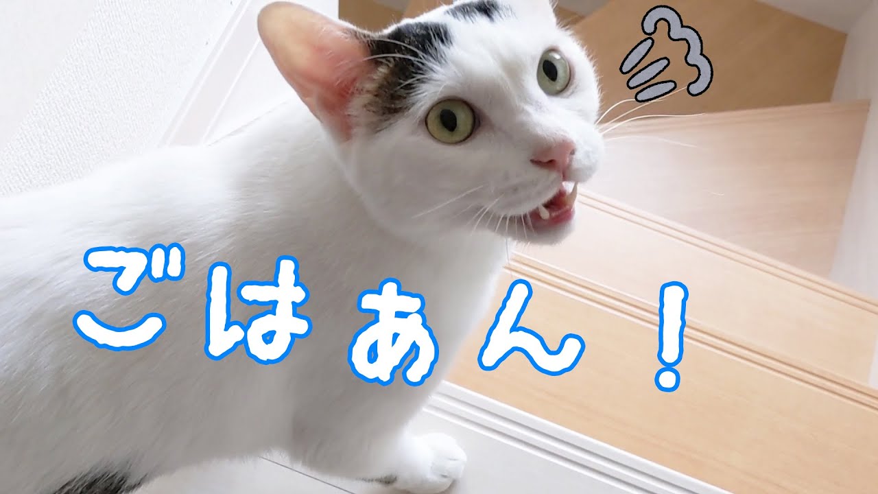 ごはん1時間前からお喋り猫チロさんのアピールが激しすぎます…