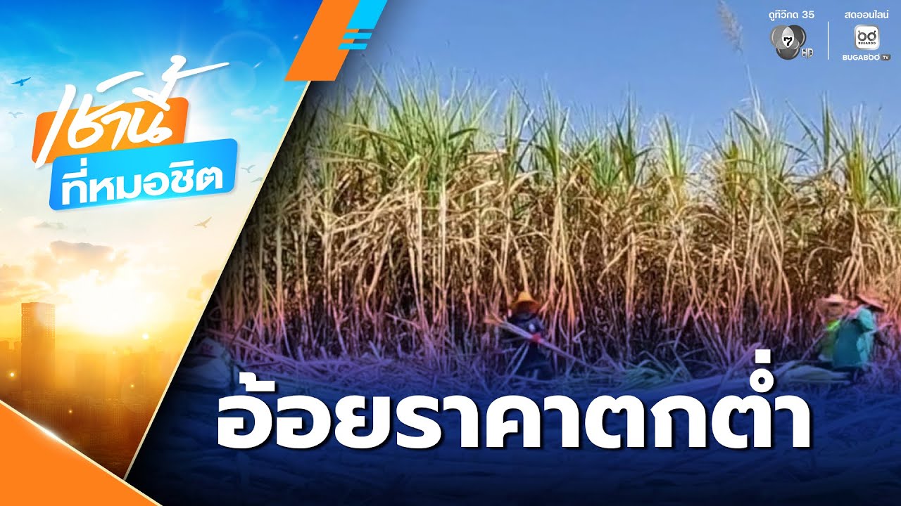 ลงแขกตัดอ้อยแทนรถ หลังราคาตก | เช้านี้ที่หมอชิต