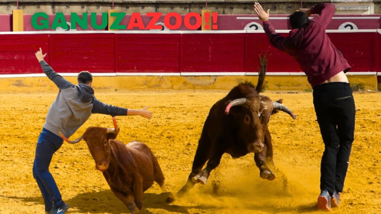 Pedazo de tienta con 16 animales!! Hermanos Ganuza