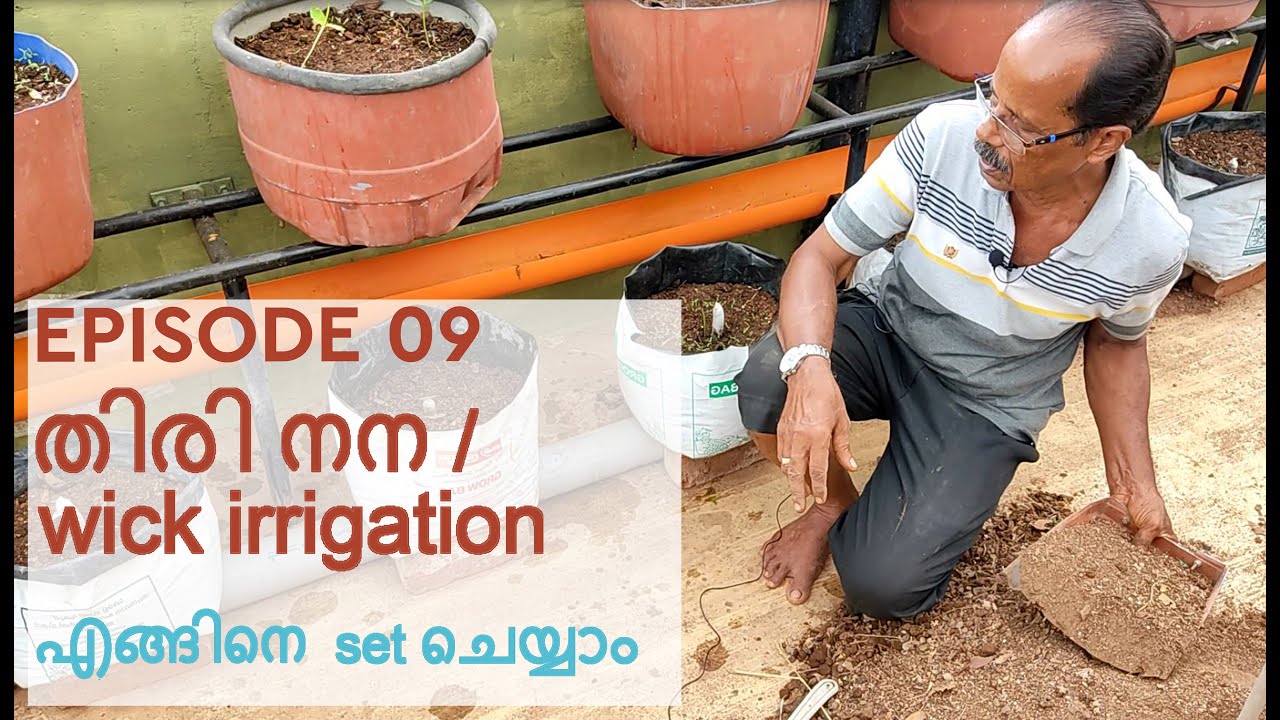 E9_തിരി നന / wick irrigation എങ്ങിനെ set ചെയ്യാം
