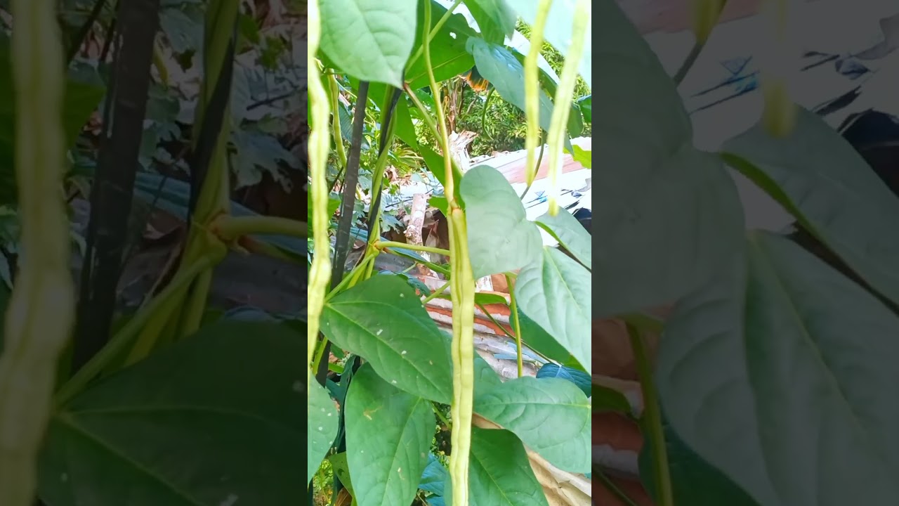 GROWING OUR OWN FOOD #provincelife #lifeattheprovince #lifeintheprovince