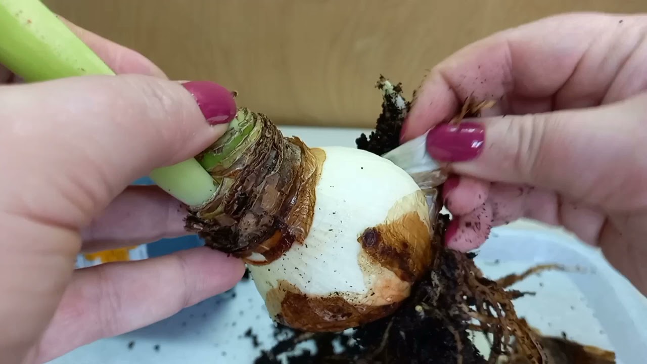 Купила цветущий гиппеаструм с гнилыми корнями. Нужна срочная пересадка.