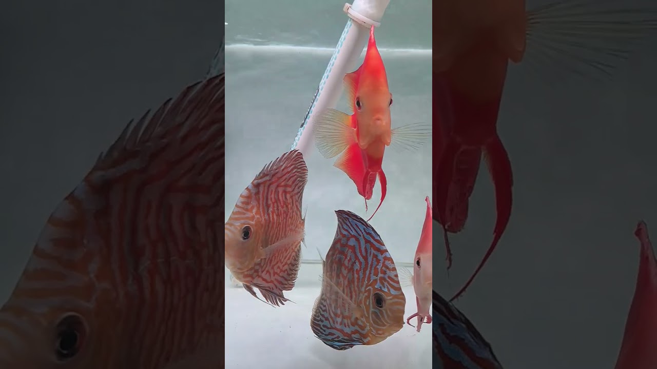 indukan discus #discus #ikandiscus #discusbreeder #discuslover #discusbreeding #shorts #subscribe
