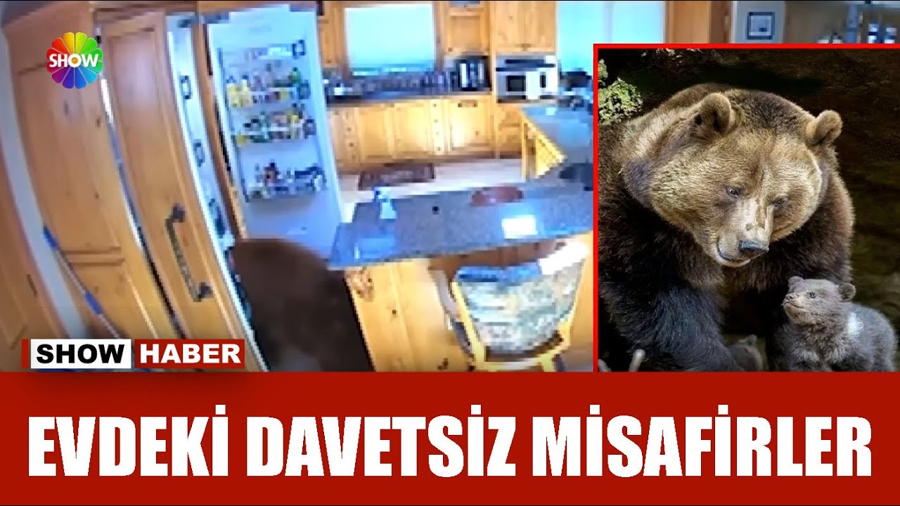 Ayı ve yavrusu eve girip ziyafet çekti