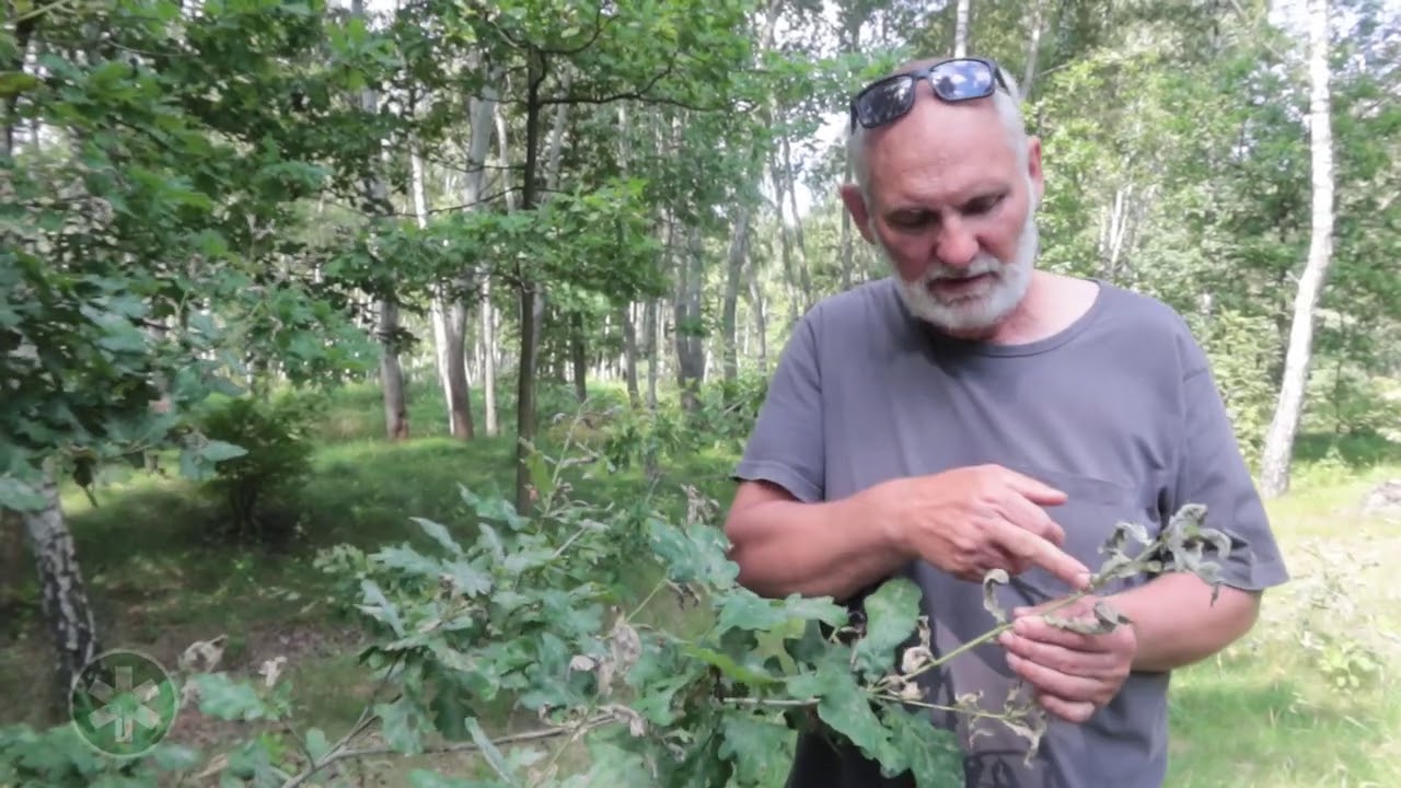 Mączniak na dębie