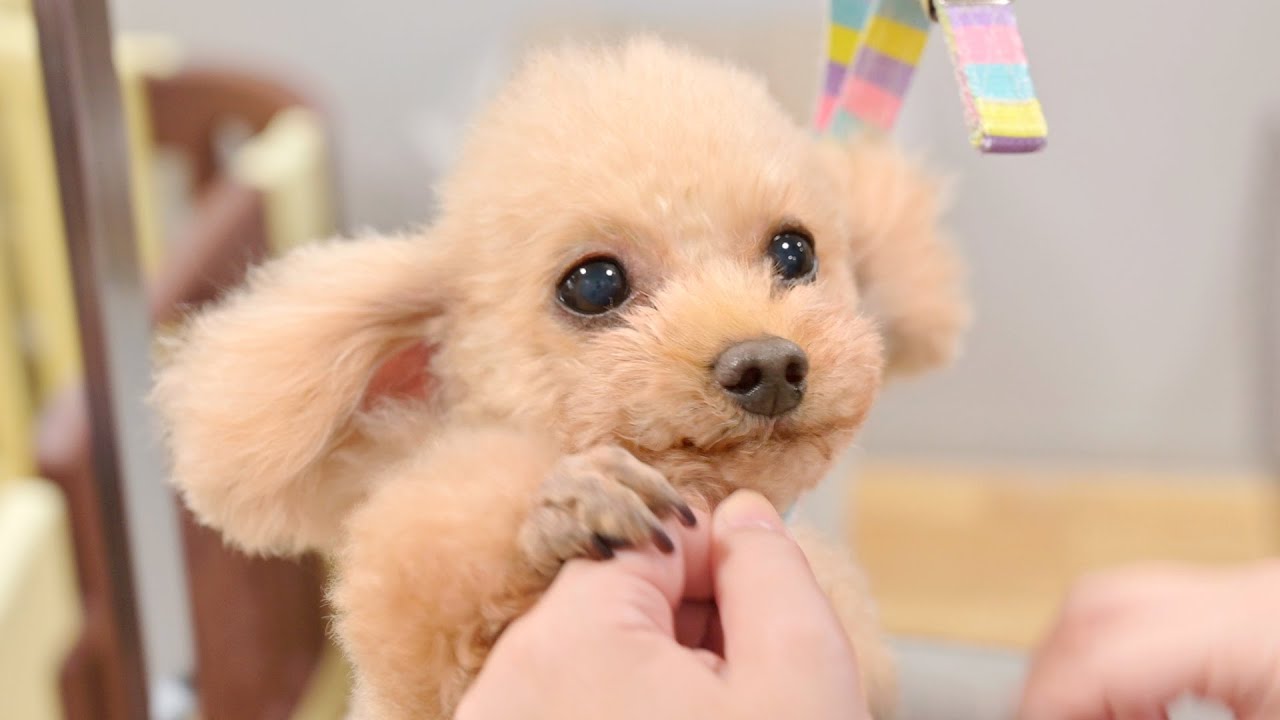 Я был хорошим мальчиком! (Toy Poodle Grooming)