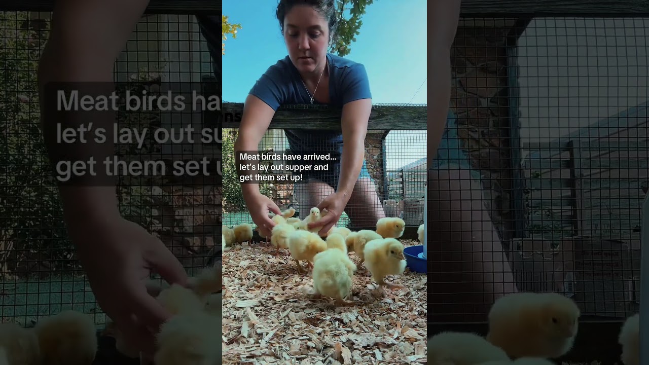 Meat Birds:Day 1 #homestead #chickens #meatbirds #homemade #homegrown