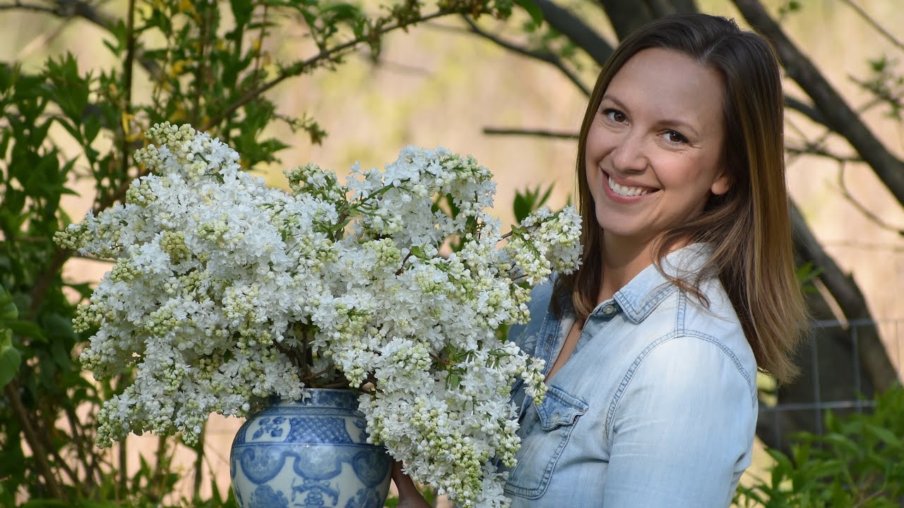 Keep Cut Lilacs Looking Fresh for Longer with these Tips!!! // Northlawn Flower Farm