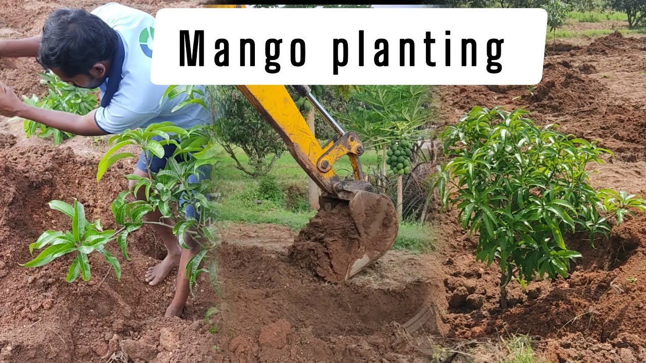 Planting Mango Trees | Step-by-Step Guide in Tamil 🌱🍋