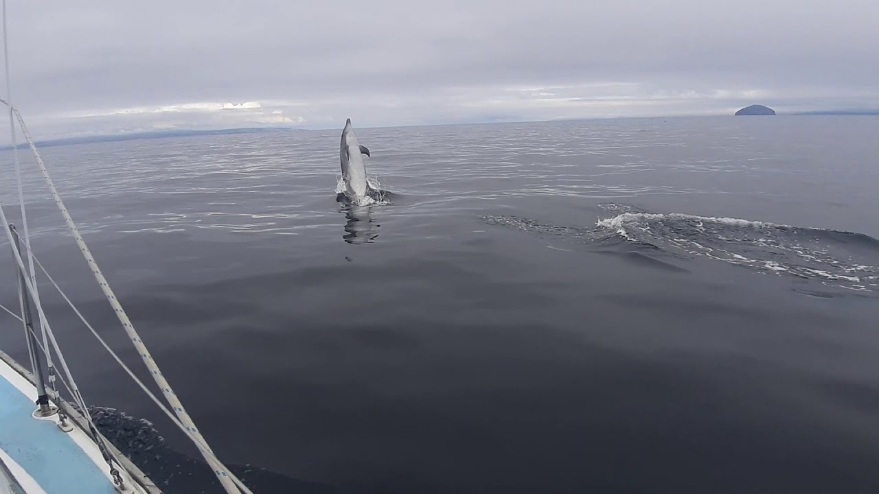 Ep9 Sailing around Britain, Belfast to Campbeltown, these Dolphins are huge!