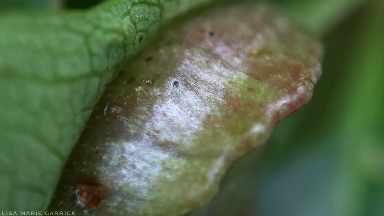 Virginia Creeper Gall Created by Gall Midge Larvae - Dasineura parthenocissi - Macro HD