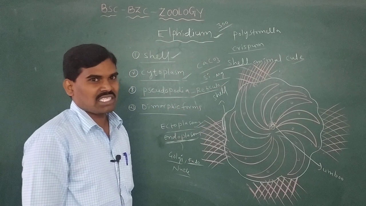 Zoology I Sem   Elphidium