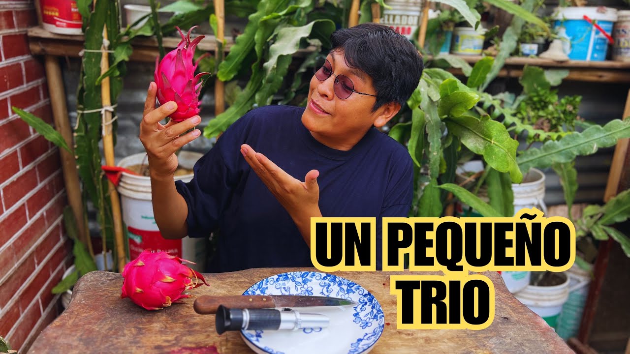 PITAHAYA Pink Phanter, Neon vs Thai Rosa un trío buenazo!