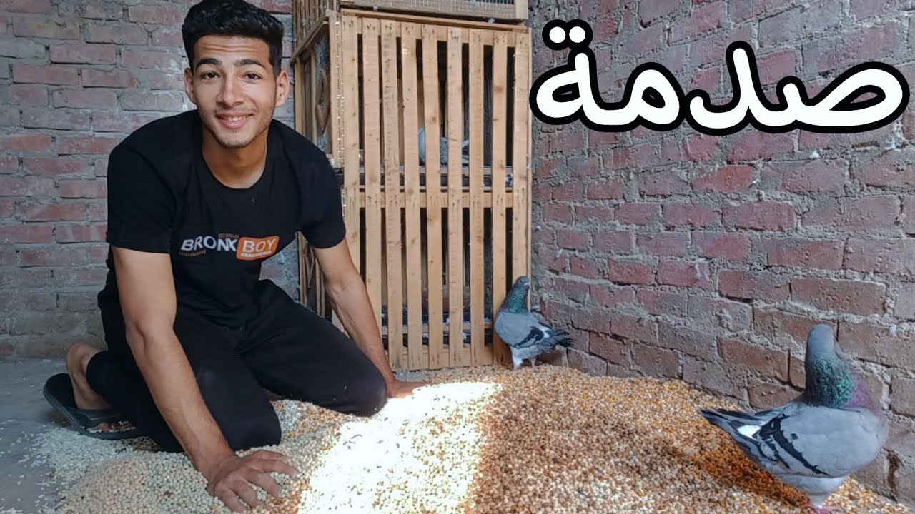 صدمة 😳 اسعار كلفه الحمام 🤔 الكيلو؟!!