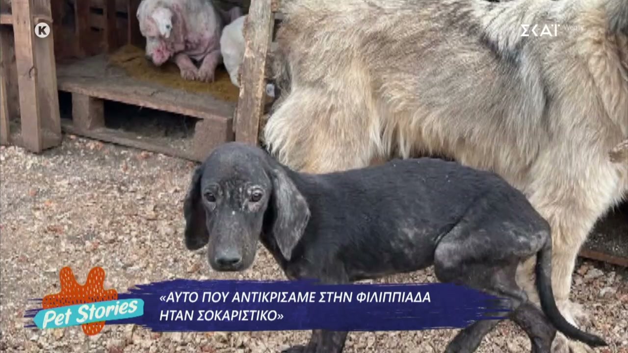 Η σοκαριστική υπόθεση κακοποίησης ζώων στη Φιλιππιάδα και η πρώτη στα χρονικά καταδίκη αντιδημάρχου