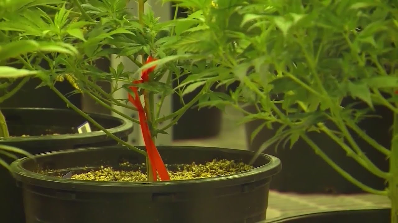 General Assembly to take up  amendments that would speed up marijuana possession legalization