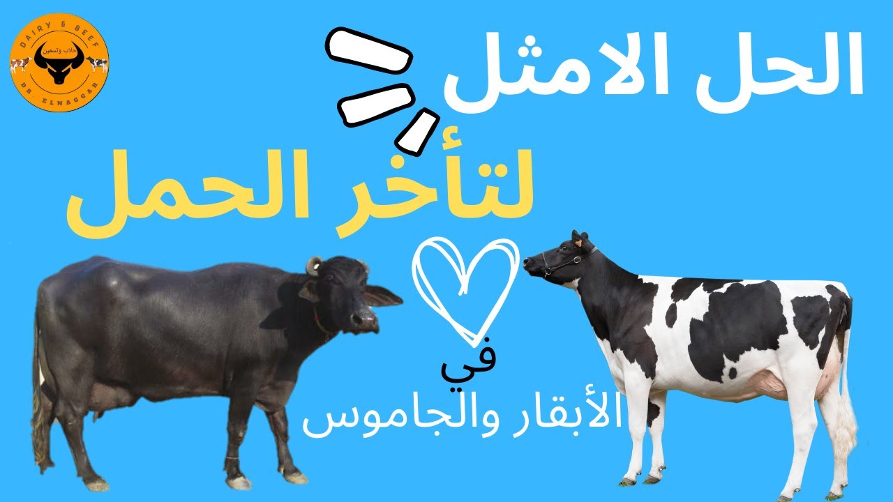الحل الأمثل لتكرار التلقيح و لتأخر الحمل في الأبقار والجاموس