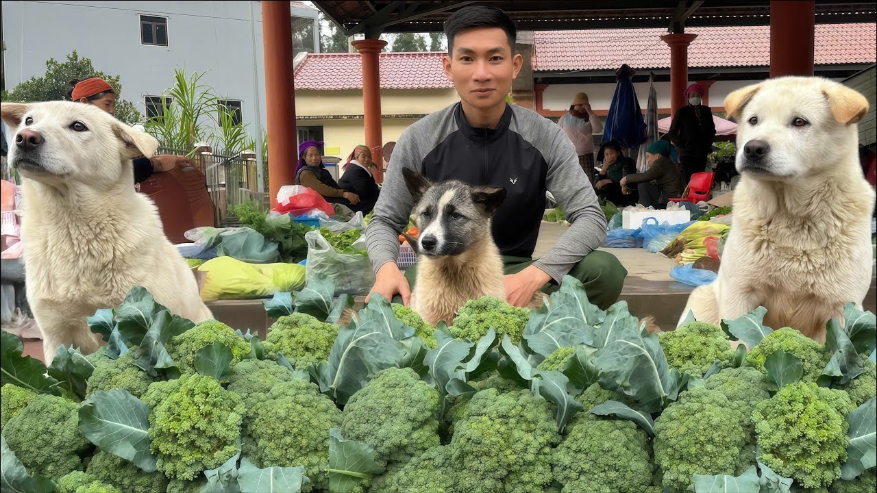 Off-Grid Life With My Dogs | Fresh Broccoli Harvest & Market Day
