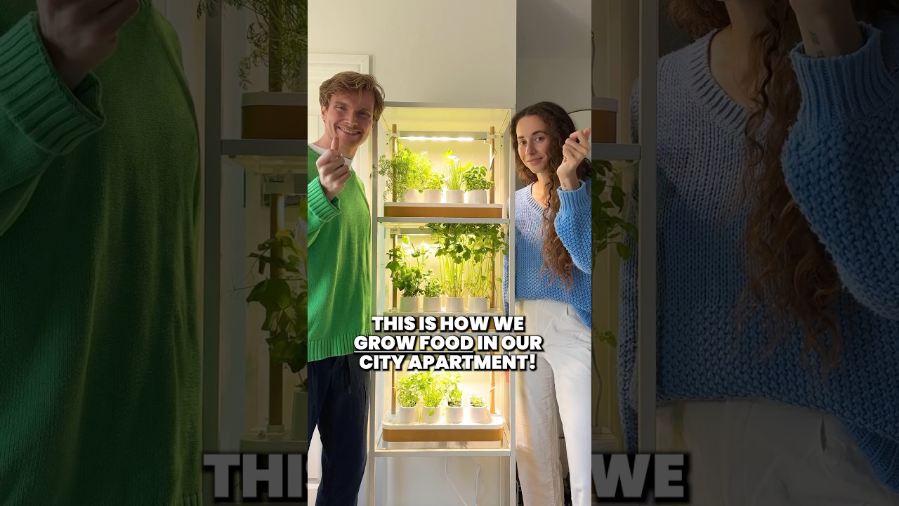 Growing Food In Our City Apartment | Auk Mini #shorts @Aukeco