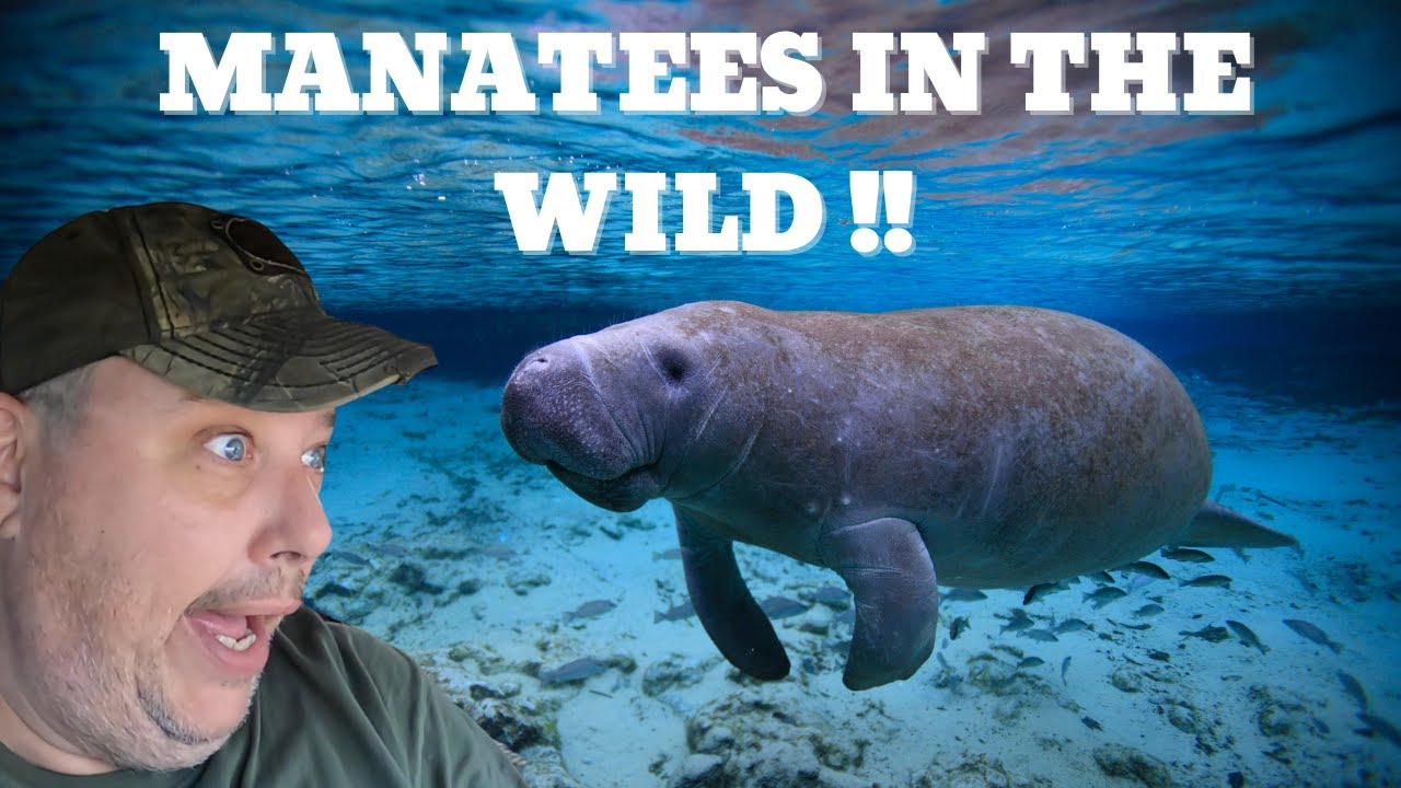 Exploring Wakulla Springs: Manatees, Alligators and More!