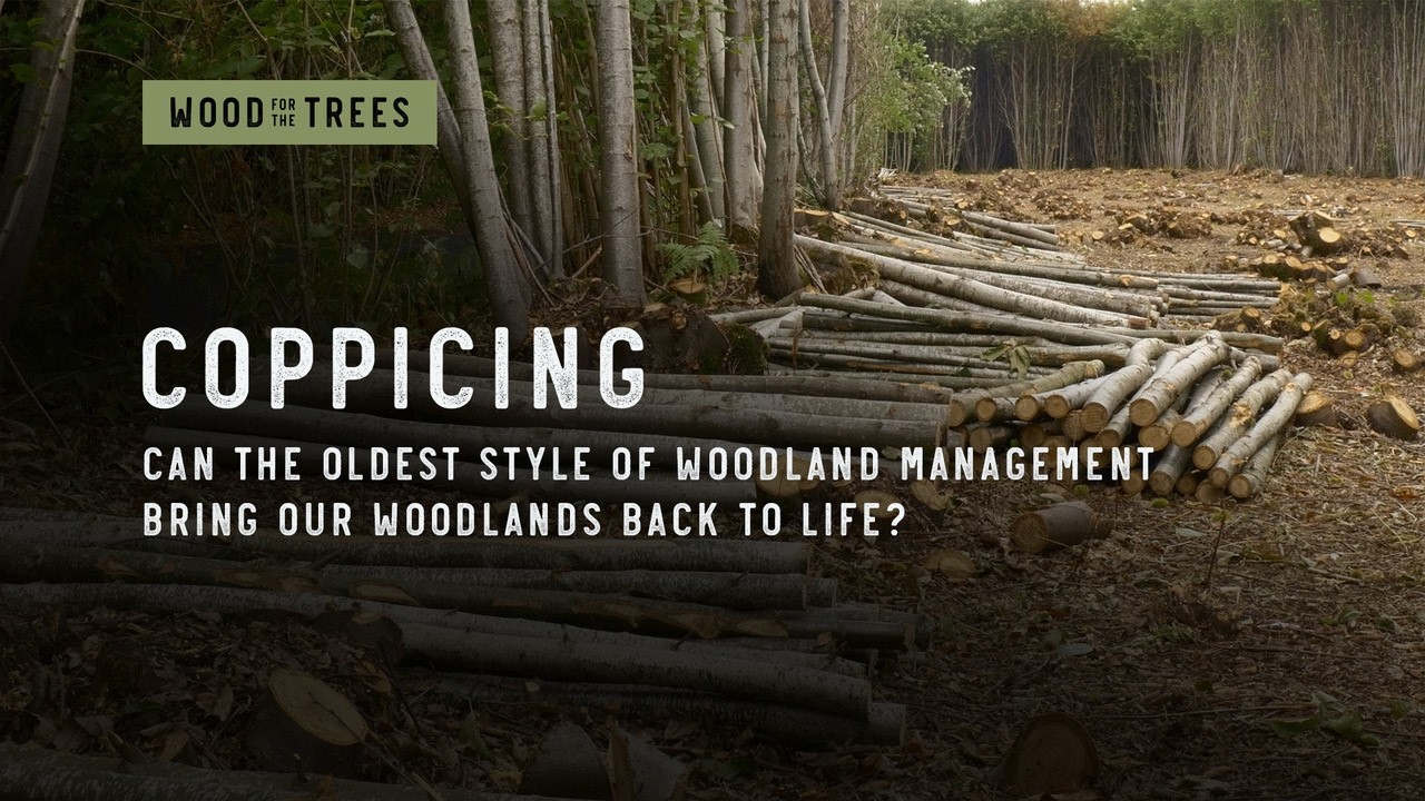 Coppicing - Can our oldest form of woodland management bring our woodlands back to life?