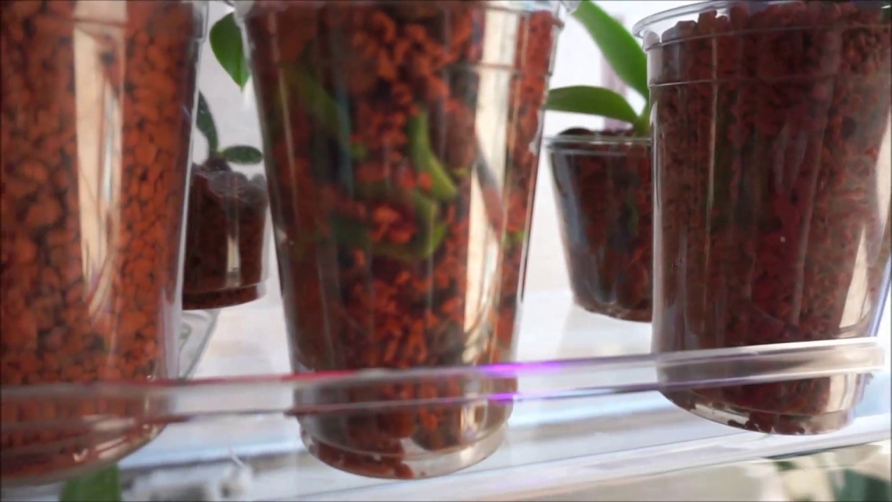 Semi Hydroponics Three Month Update