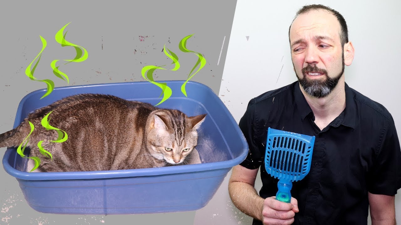 Pourquoi l'URINE des CHATS sent si fort? 5 TRUCS pour y remédier!
