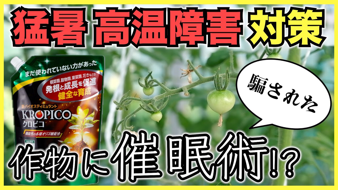 【農家】農作物の高温障害をオリゴ糖が防ぐメカニズムを研究者に聞いた【バイオスティミュラント資材クロピコ】