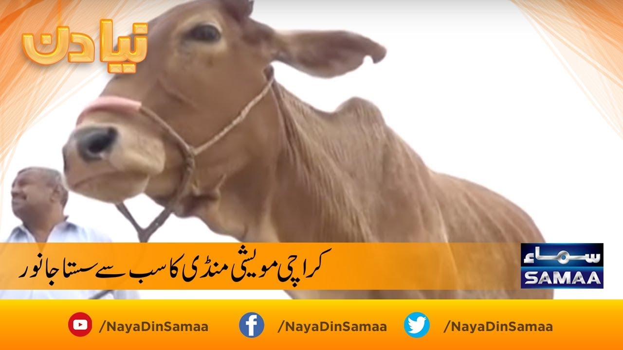 Karachi maweshi mandi ka sabse sasta janwar | SAMAA TV | 06 Aug 2019
