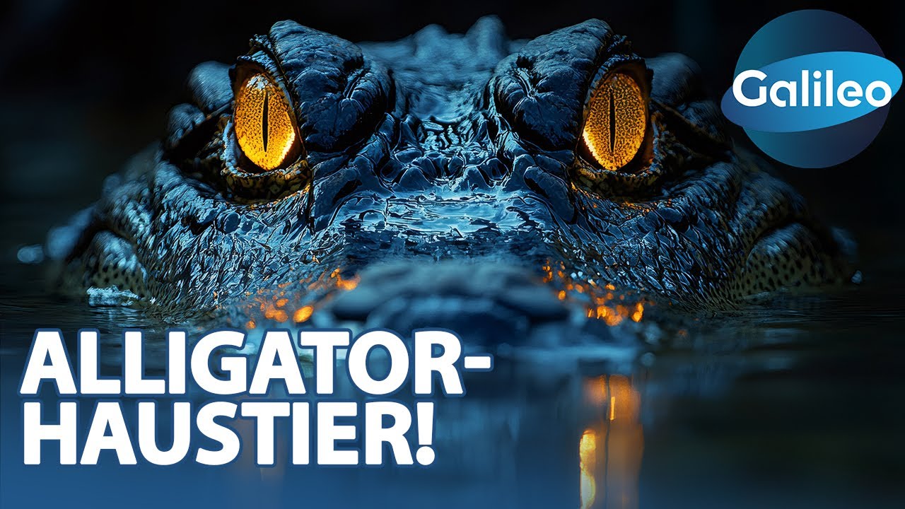 Alligator-Alarm! Leben mit dem Krokodil im Wohnzimmer!