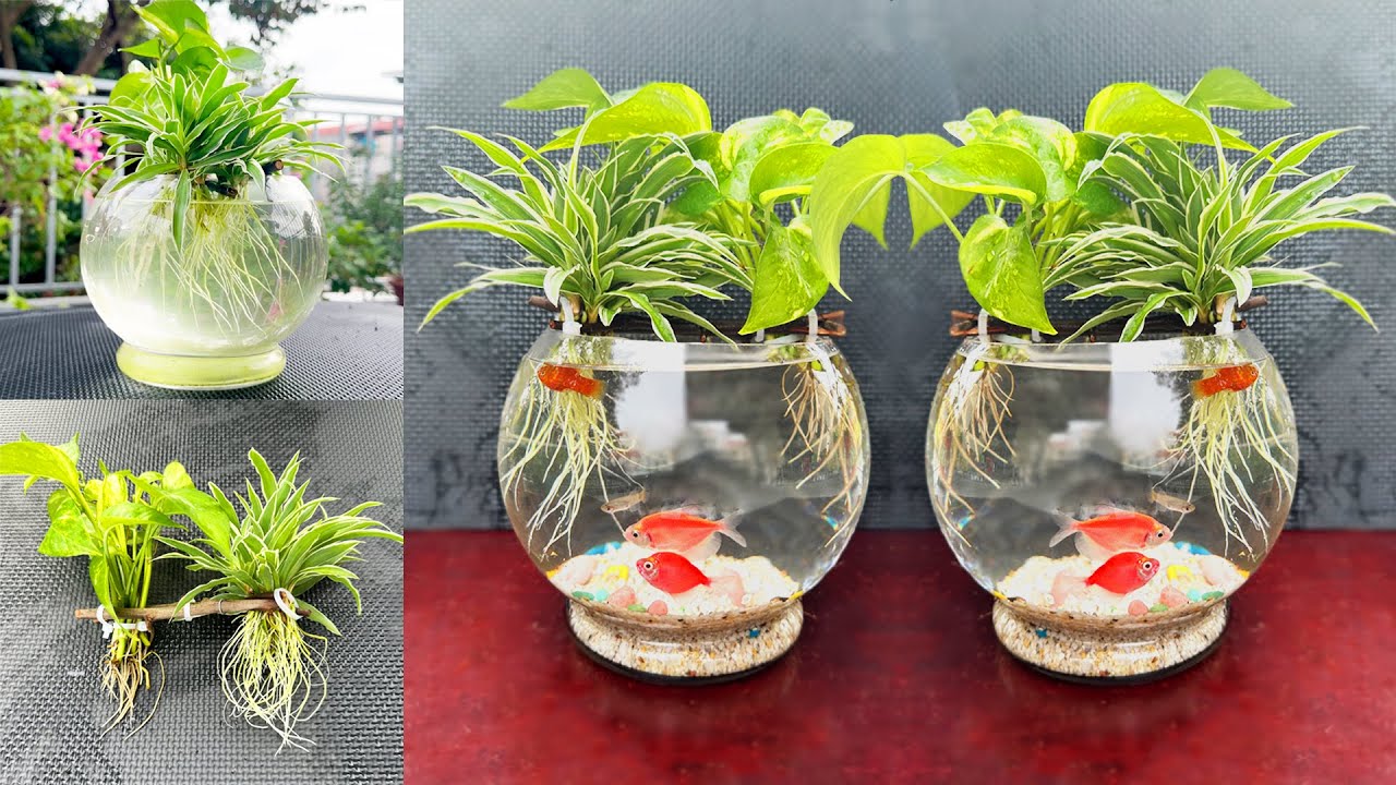 How to Growing Aquatic Plants in Glass Pots for Thriving Fish Habitat. SUPER Gorgeous