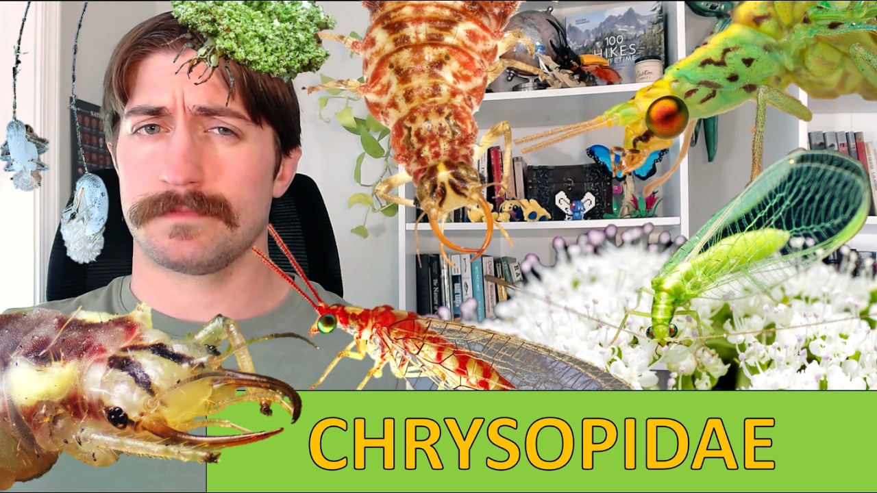 Златоглазки (Chrysopidae): семейство златоглазок.