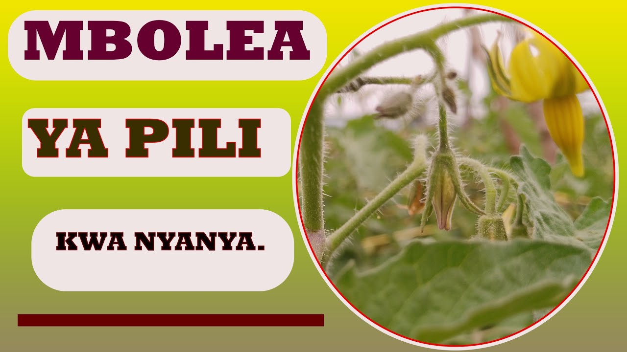 MBOLEA MUHIMU YA PILI KWA NYANYA