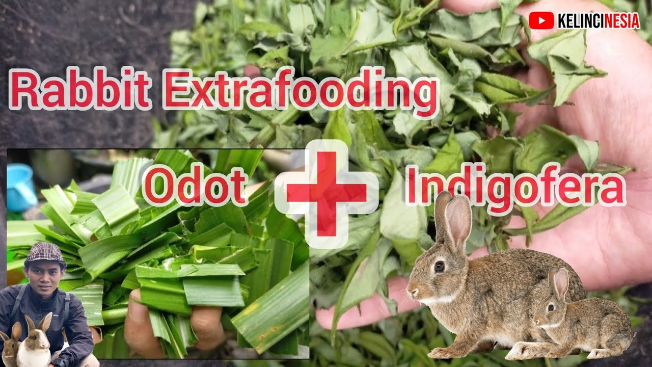 Hay Rumput Odot / Pakan Tambahan Untuk Kelinci (Rabbits Extrafooding) / Pakan Fresh dan Bernutrisi