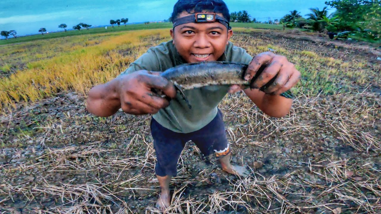 Pasang Tajur Haruan,Catch and Cook!!