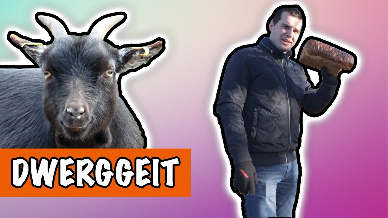 Schattige dwerggeit 🐐 | DierenpraatTV