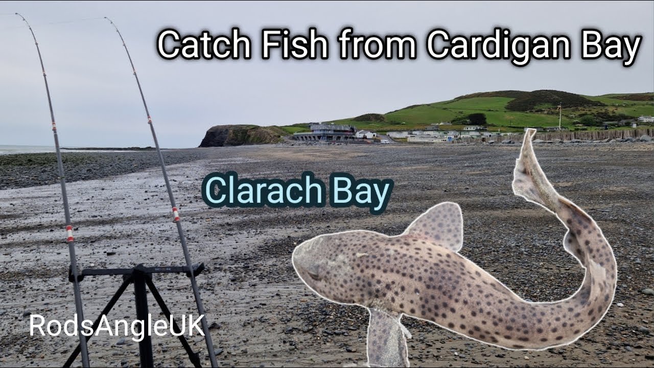 Catch Fish from Cardigan Bay: CLARACH BAY