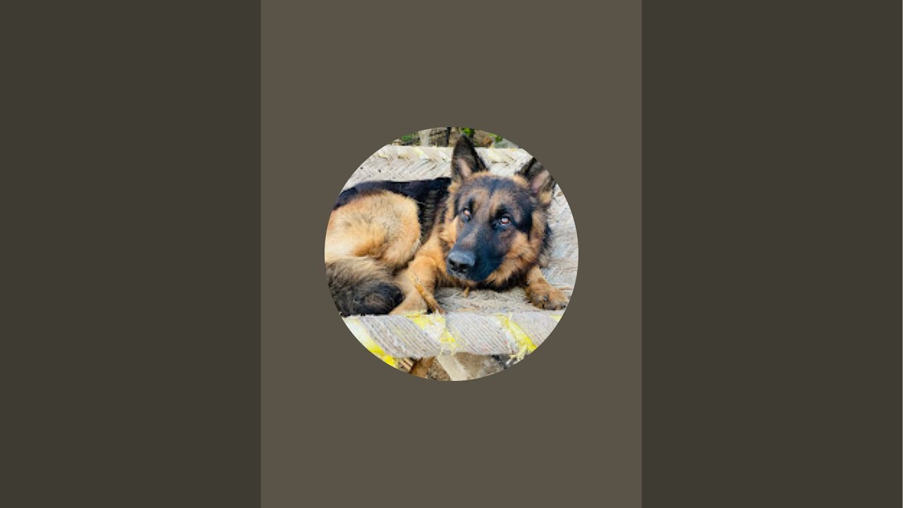 German shepherd (lucky) is live