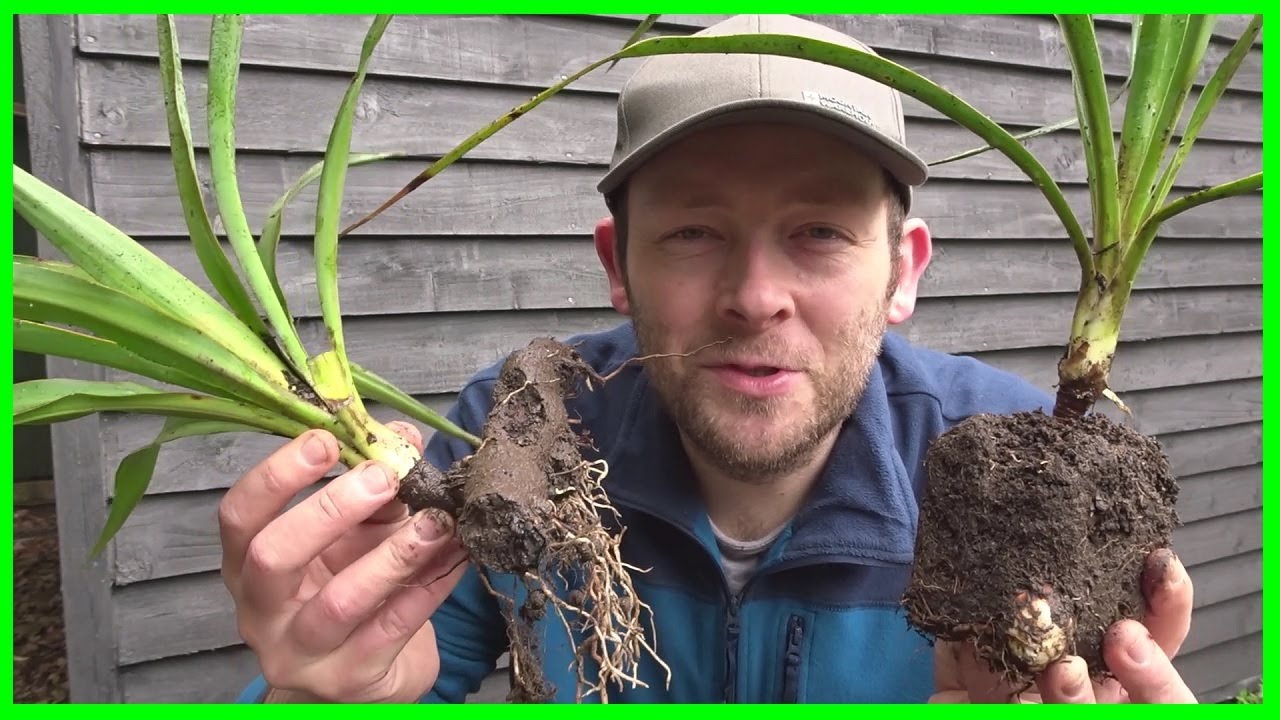How to Grow Yucca Plants (from Cuttings)