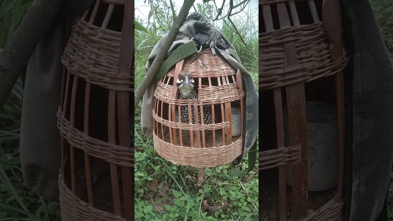 đa đa mồi Ngân lý