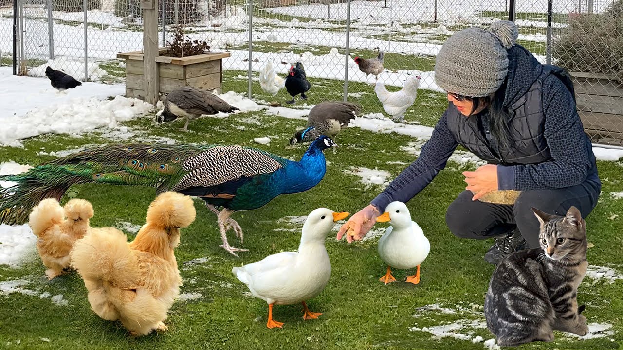 A Day in the Life of Peaceful Country Living ❄️Gentle Animal Care & Cozy Home Cooking