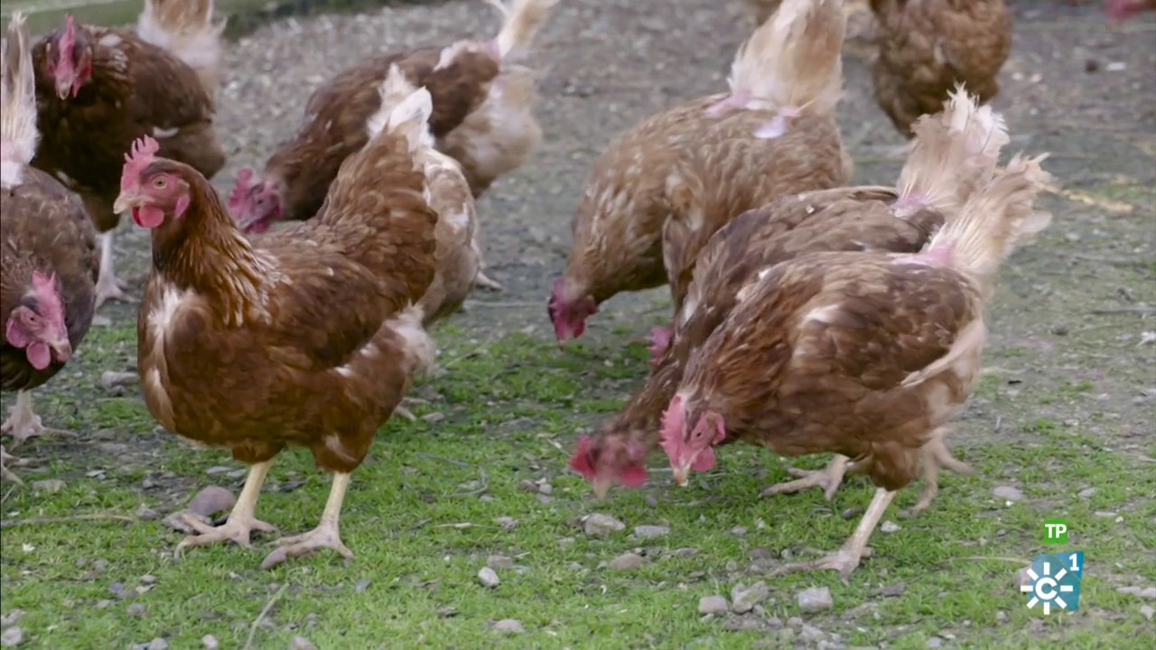 Campechanos |  Aloe vera, biomasa y gallinas ecológicas