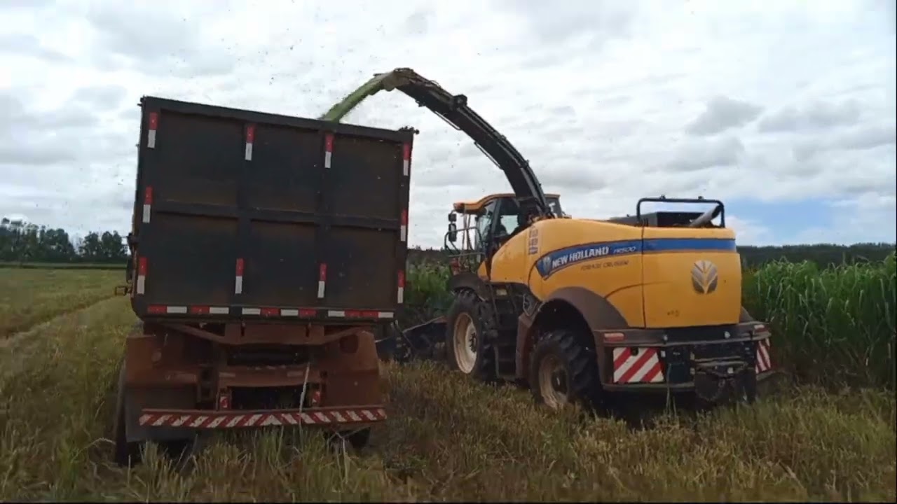 fazendo silagem de sorgo e capim Mombaça