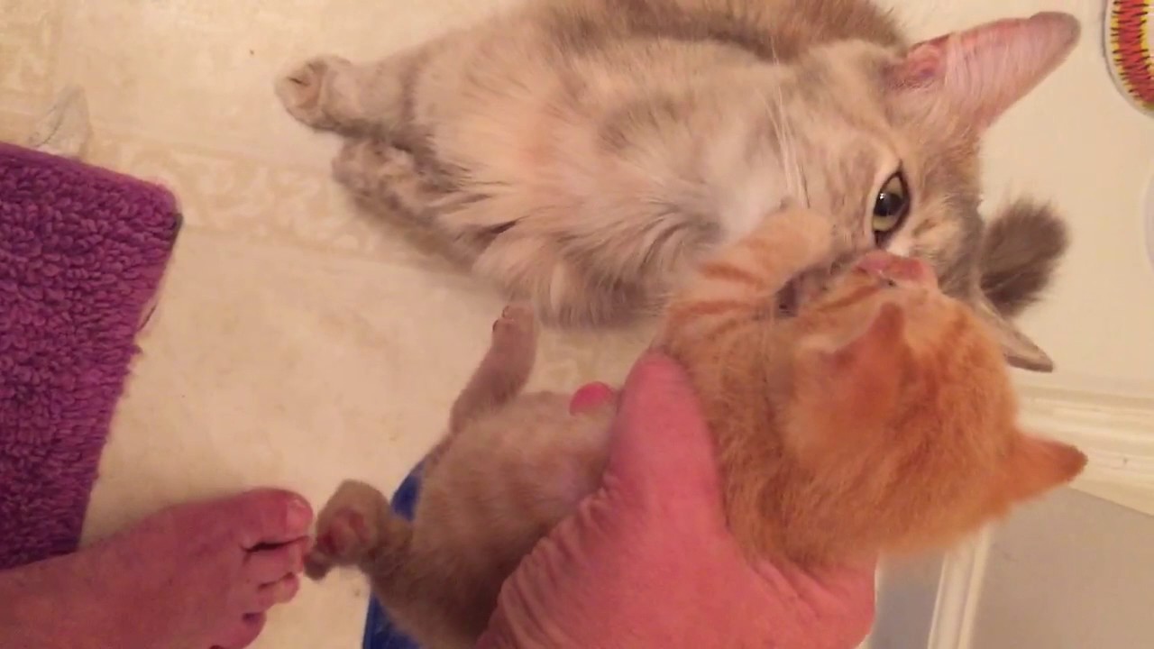Rescue Cat Mama Adopted Orphaned Kitten After Loss of Her Own Babies..