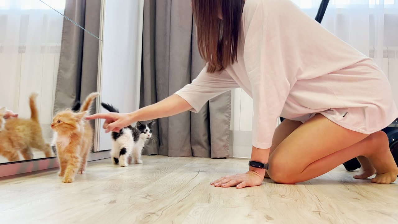 I called the kittens before cleaning... 🐾 Relaxing clean with me