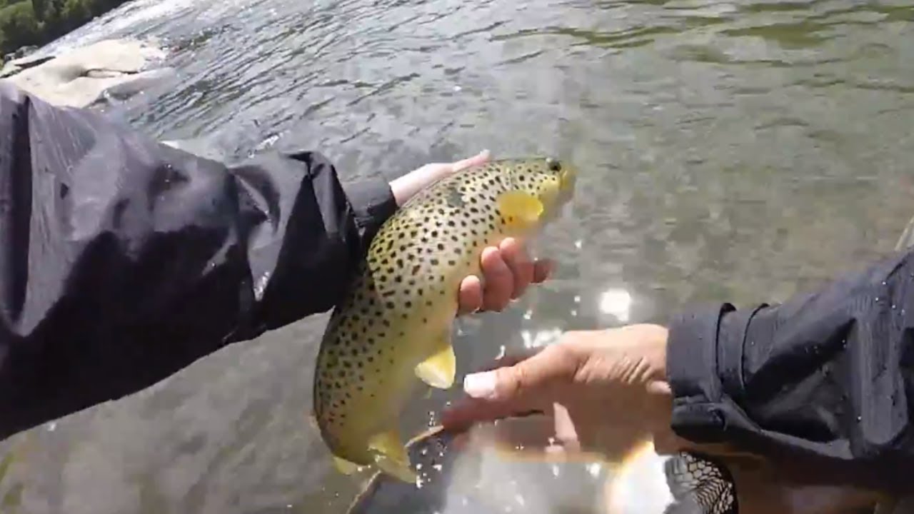 Fly Fishing for Brown Trout Winooski River Bolton Falls Vermont