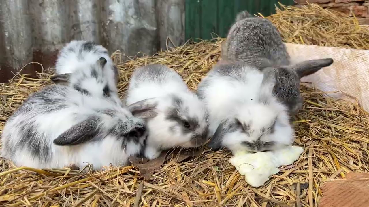 กระต่ายน้อยอายุ1เดือน A one-month-old baby rabbit.