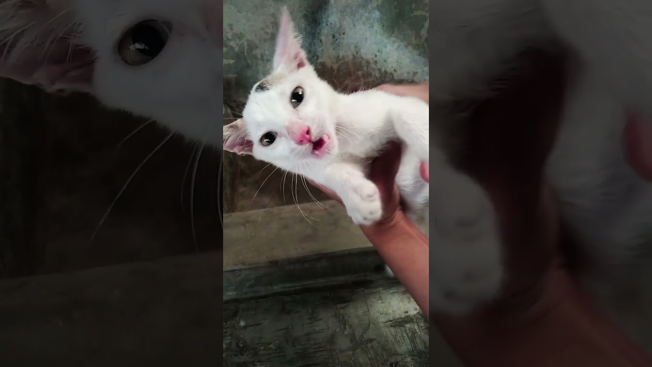 Daily Kitten Care Routine ASMR 🐾 