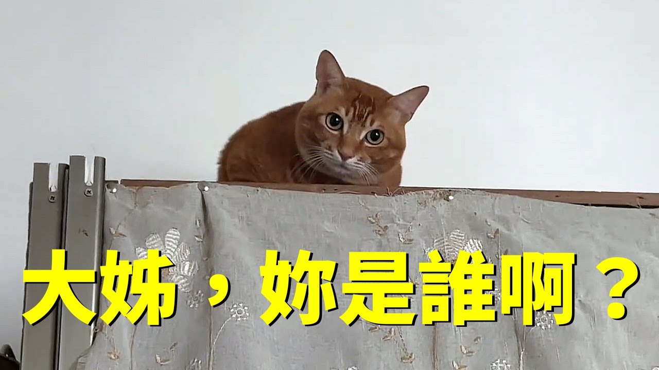 我養了六年的貓不認識我⋯⋯